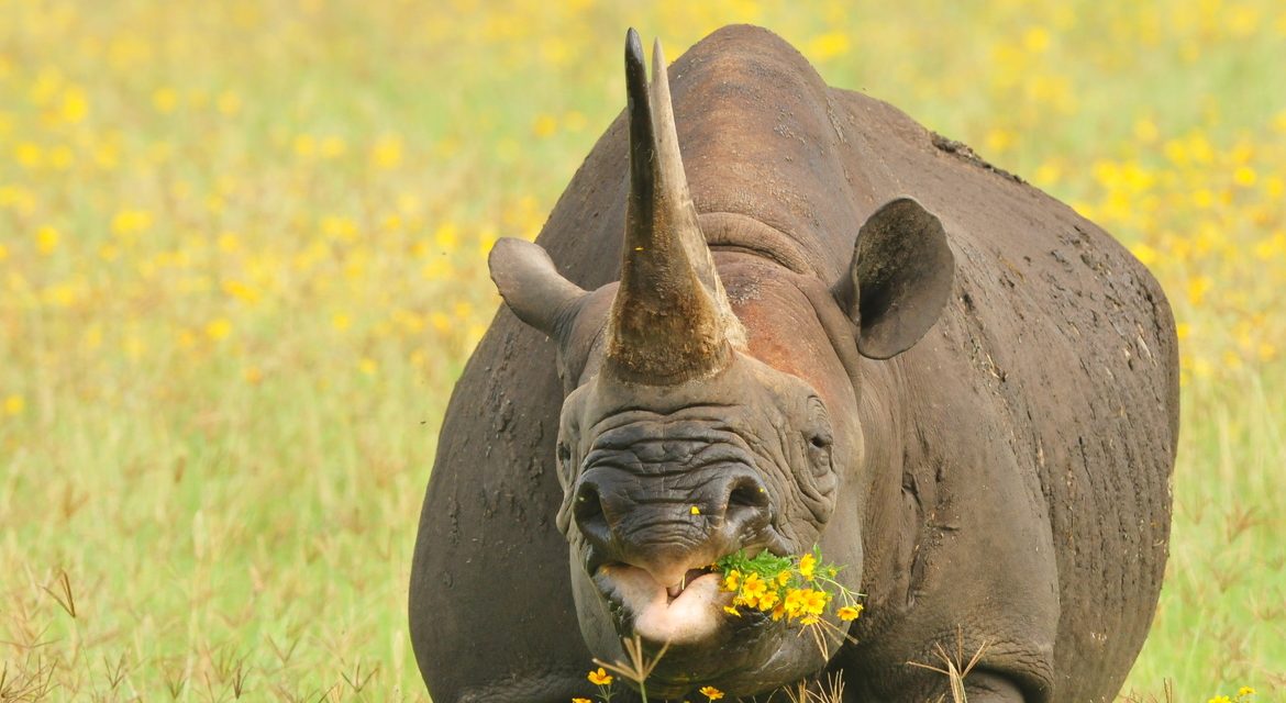 Wildlife Photo of the Week: Flower Power