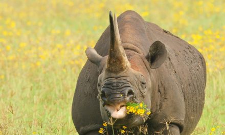 Wildlife Photo of the Week: Flower Power