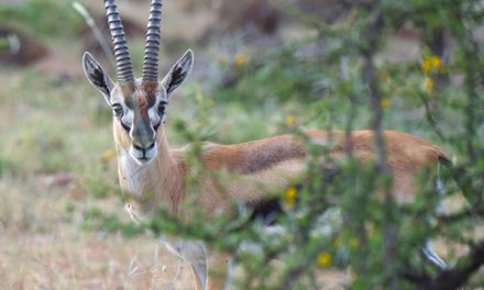 Bush Walk in Africa: Reconnecting with Your Roots