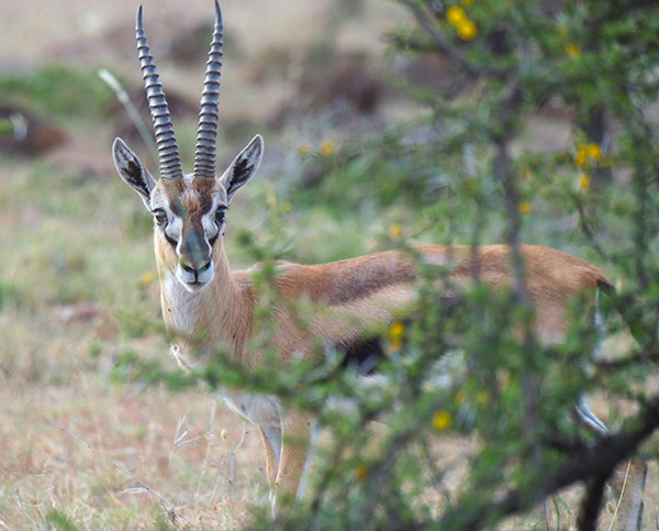 Kenya Migration Safari
