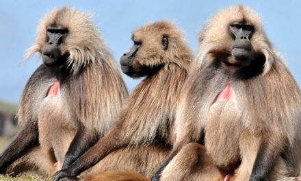 Only-in-Ethiopia Travel Moments to Savor