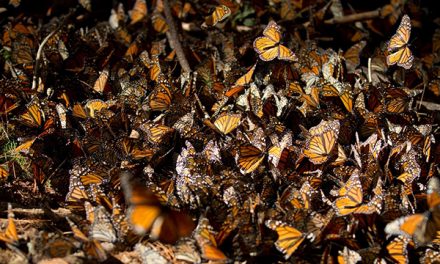 Monarch Butterflies are Making a Rebound
