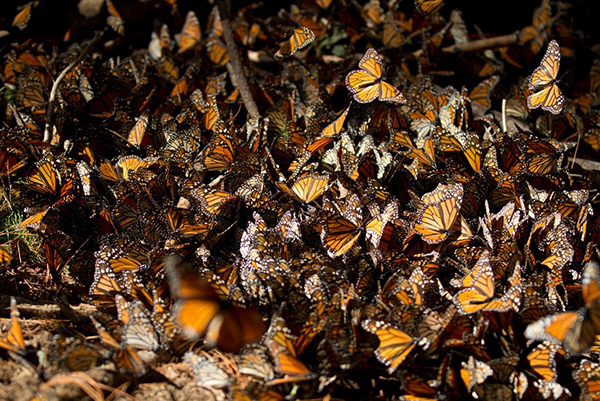 Monarch Butterflies in Mexico