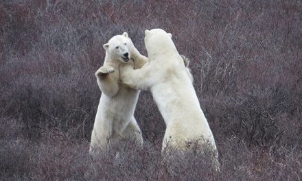 Video: Close Encounters with Churchill’s Polar Bears