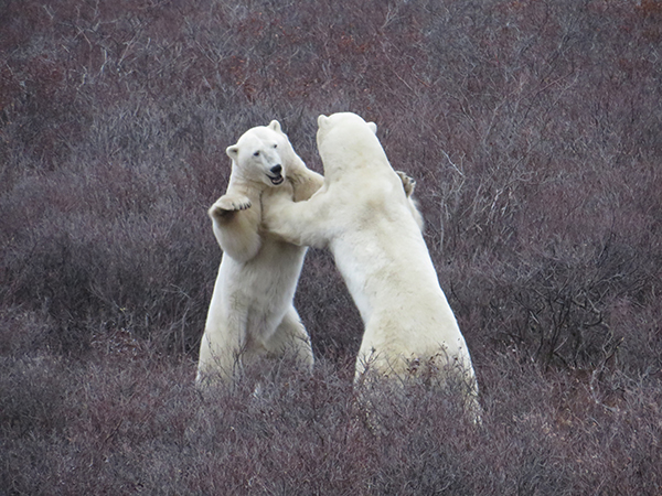 Polar Bears Sparring