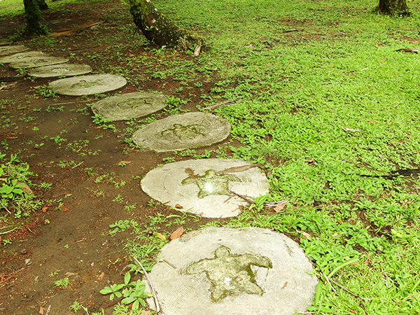 Sea Turtle Conservancy Costa Rica