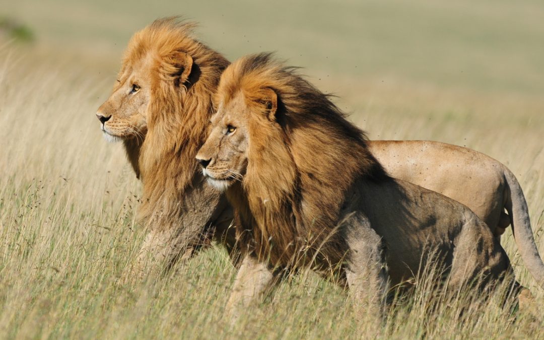 Wildlife Photo of the Week: Brothers of the Serengeti
