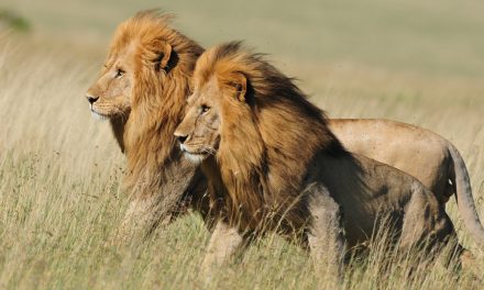 Wildlife Photo of the Week: Brothers of the Serengeti