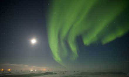 To the Moon and Back: How Lunar Cycles Shape Earth’s Wildlife