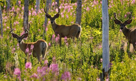 Father’s Day 2016: My Dad Always Said, “Leave a Place Better than You Found It”