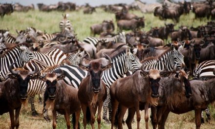 Spectacular Safari Photos From Tanzania’s Great Migration