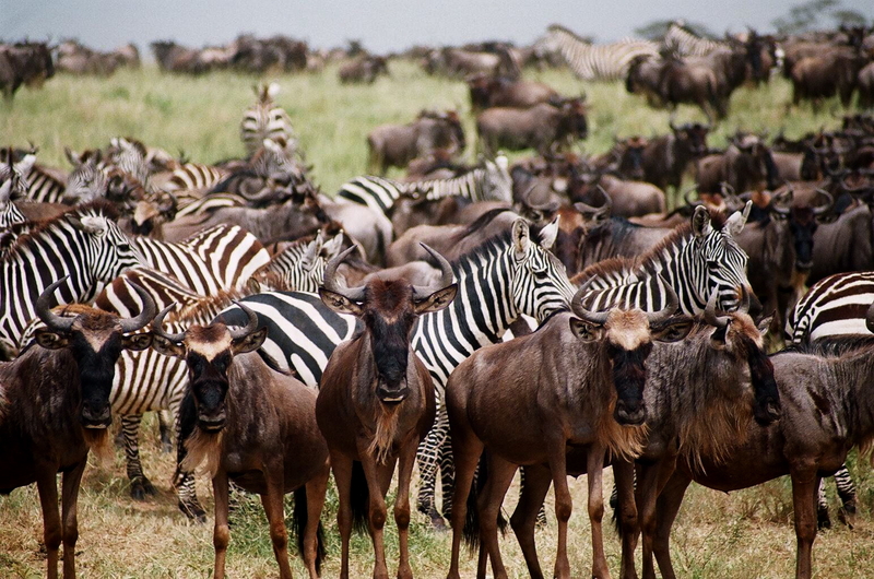 Wildebeest and zebras traverse the plains during the Great Migration
