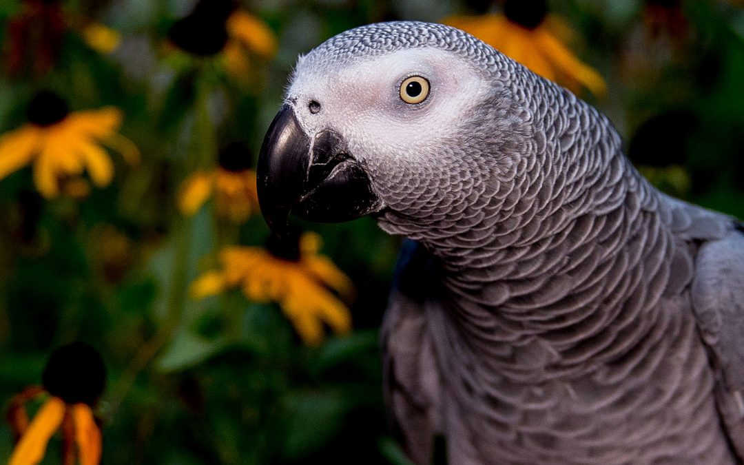 Video: Could a Parrot Be a Credible Murder Trial Witness?