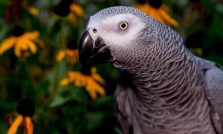 Video: Could a Parrot Be a Credible Murder Trial Witness?
