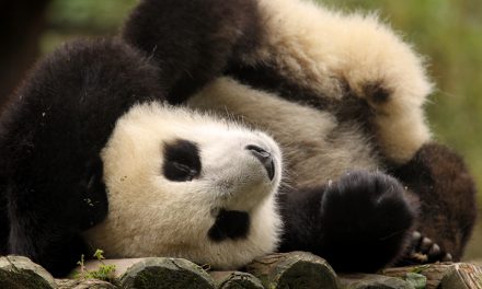 First Twin Giant Pandas of 2016 Born in Chengdu