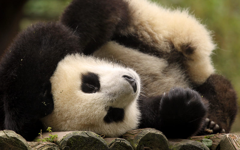 First Twin Giant Pandas of 2016 Born in Chengdu