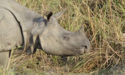 Assam State in India Takes New Steps to Stop Rhino Poaching