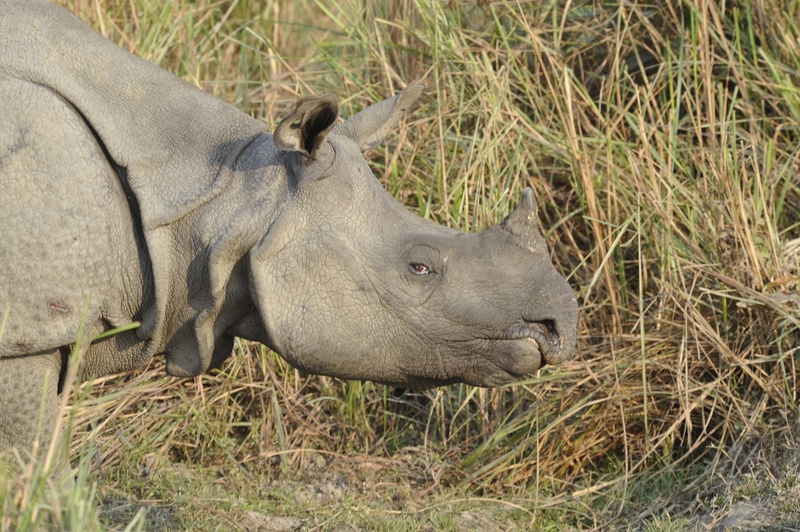 Assam State in India Takes New Steps to Stop Rhino Poaching
