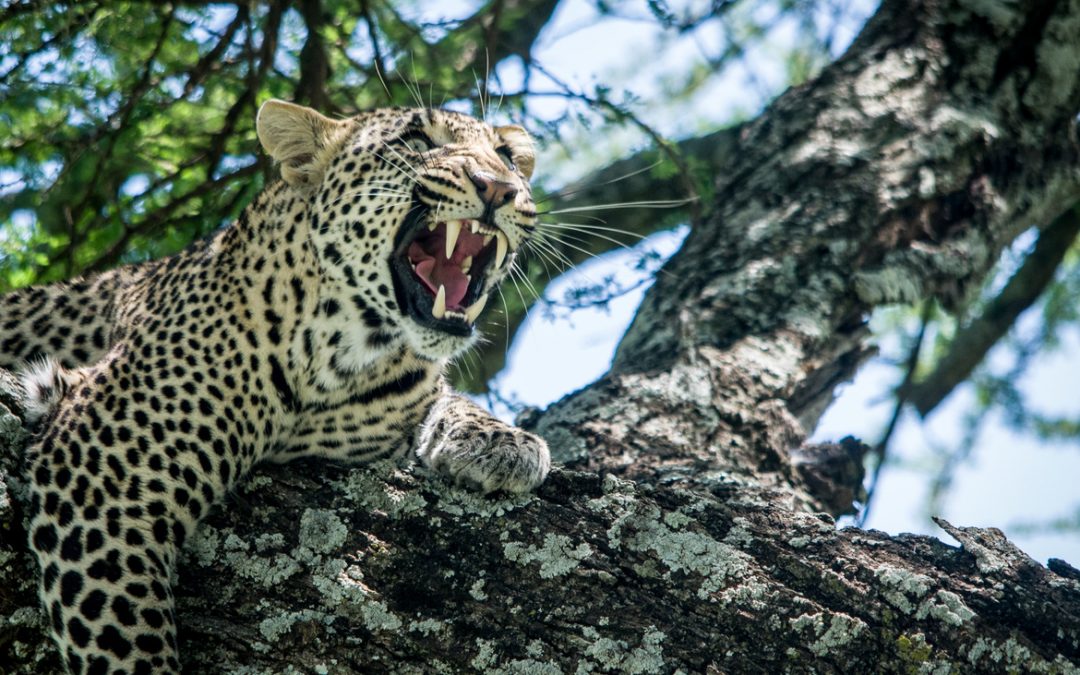 Wildlife Photo of the Week: What Big Teeth You Have