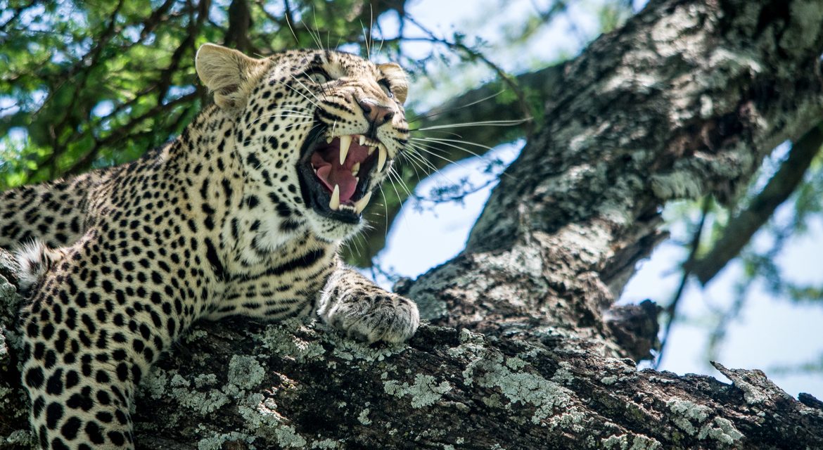 Wildlife Photo of the Week: What Big Teeth You Have