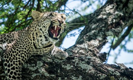 Wildlife Photo of the Week: What Big Teeth You Have