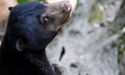 Nat Hab Sponsors 2nd-ever Release of Endangered Sun Bear into the Wild