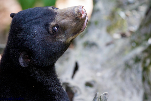 Borneo Sun Bear