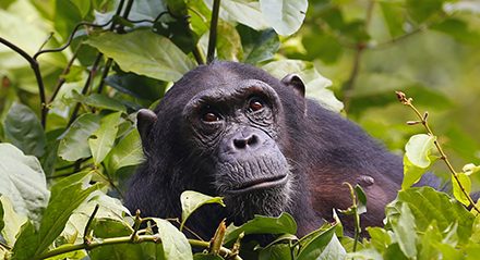 Mahale: Much More Than Chimps