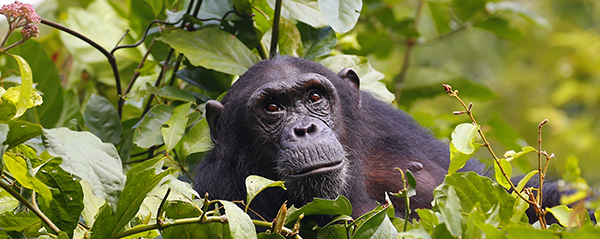 Wild Chimp in Mahale Mountains