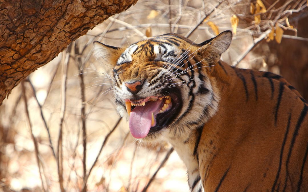 Wildlife Photo of the Week: Ranthambore Tiger