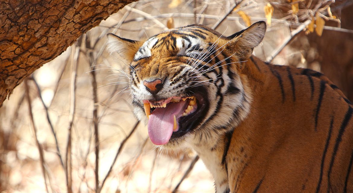 Wildlife Photo of the Week: Ranthambore Tiger