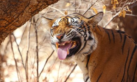 Wildlife Photo of the Week: Ranthambore Tiger