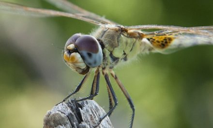 Charles Darwin, Natural History & the Galapagos Islands