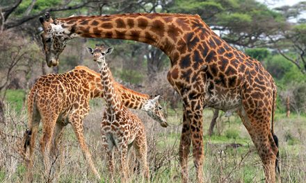 Secret to Giraffes’ Long Necks Revealed