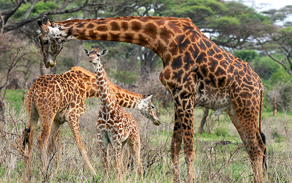 Secret to Giraffes’ Long Necks Revealed
