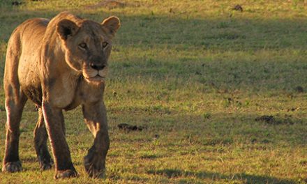 The Lion’s Share | Olaf’s Corner