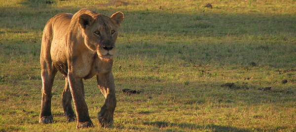 Lioness in Tanzania