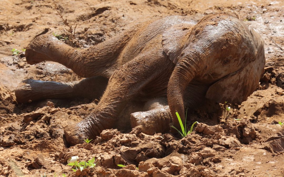 Wildlife Photo of the Week: Elephant Mud Bath