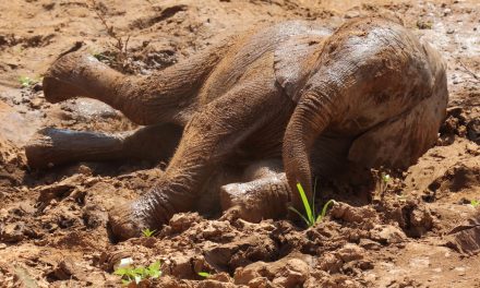 Wildlife Photo of the Week: Elephant Mud Bath