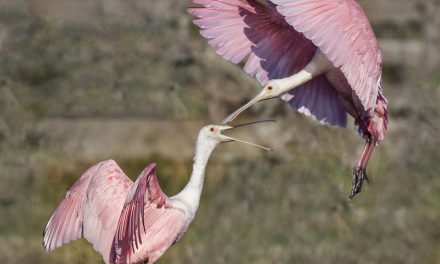 Wildlife Photo of the Week: Spoon Fight