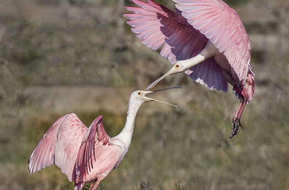 Wildlife Photo of the Week: Spoon Fight