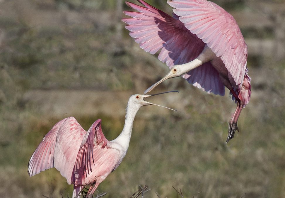 Wildlife Photo of the Week: Spoon Fight
