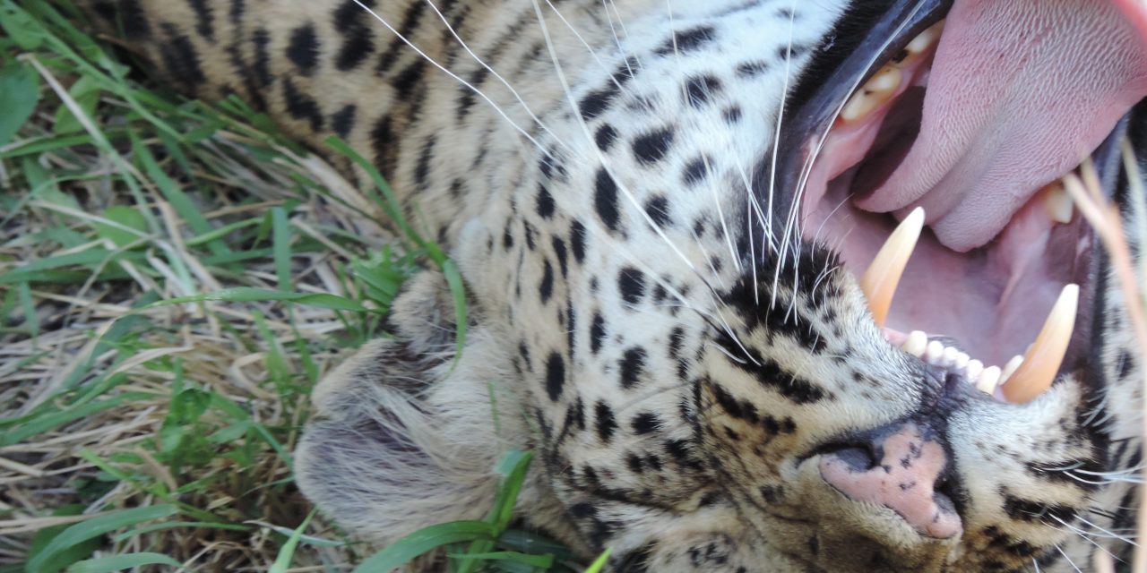 Five reasons you’ll love traveling in KAZA during green season  (and three reasons why some people might not)