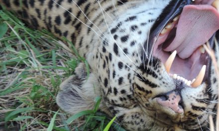 Five reasons you’ll love traveling in KAZA during green season  (and three reasons why some people might not)