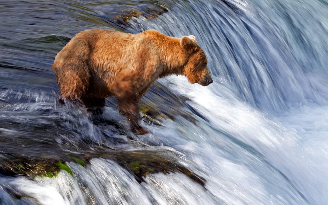 Five Live Critter Cams for Summer Viewing