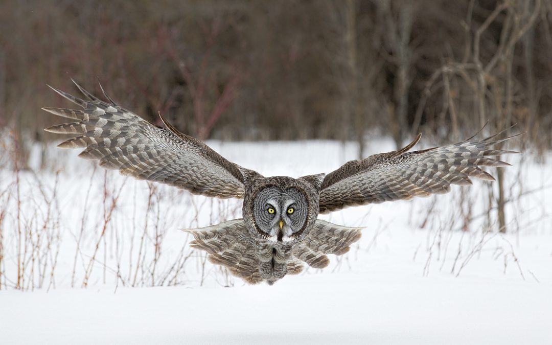 Wildlife Photo of the Week: Flying Great Gray Owl