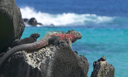 The Galapagos Islands: a Great Destination for Families