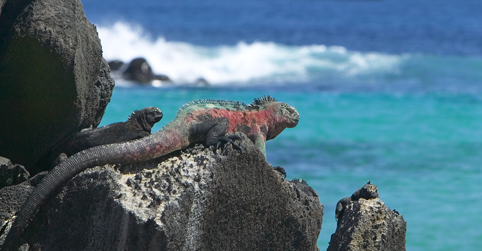 The Galapagos Islands: a Great Destination for Families