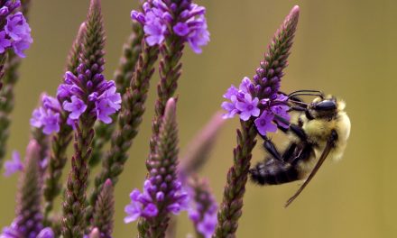 Dead Bees on Washington: Does the Environmental “Now” Ever Come?