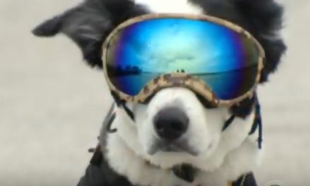 Video: Piper, the Airport Runway Dog